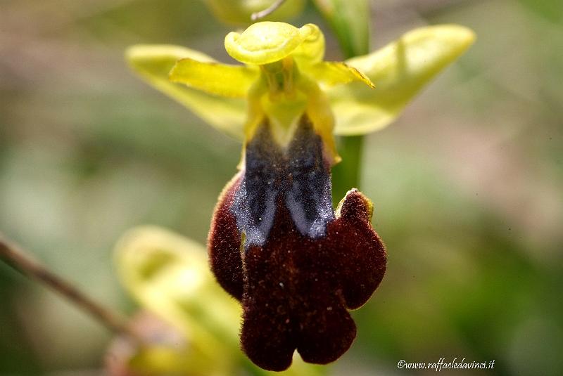 Orchidee spontanee 5APR09 (129).jpg